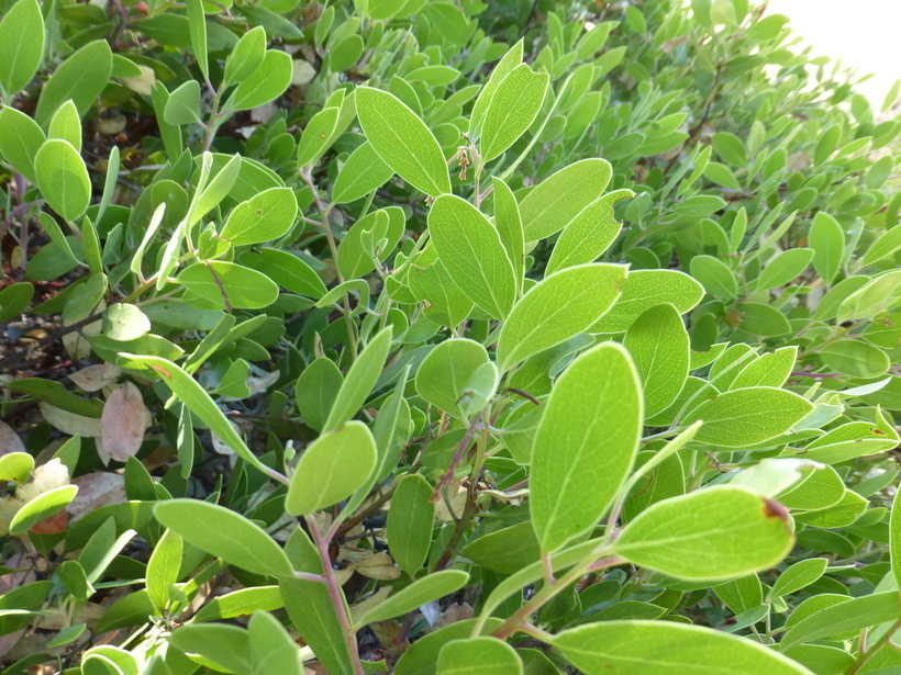 Sivun Arctostaphylos stanfordiana subsp. decumbens (P. V. Wells) P. V. Wells kuva