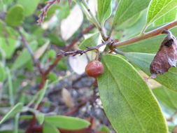 Sivun Arctostaphylos stanfordiana subsp. decumbens (P. V. Wells) P. V. Wells kuva