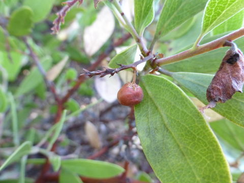 Image of Rincon manzanita