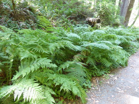 Image of common ladyfern