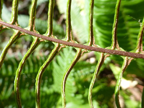 Image of deer fern