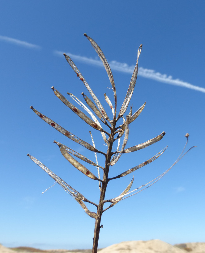 Image of coast wallflower