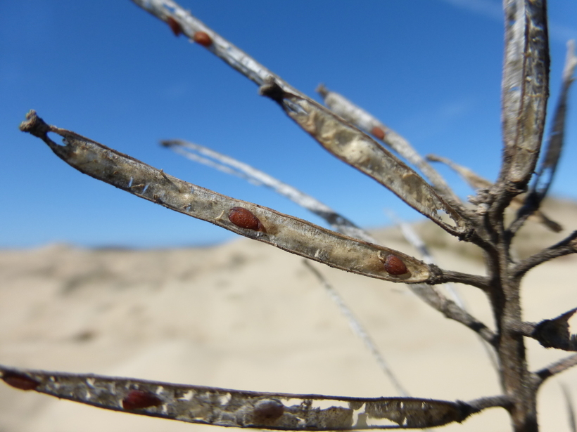 Image of coast wallflower