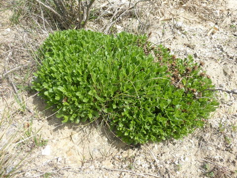 Image of sawtooth goldenbush