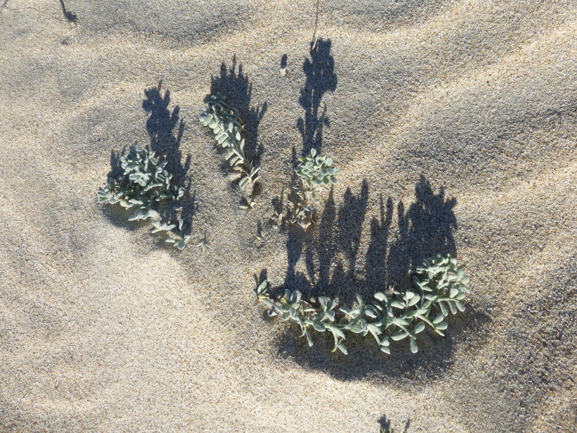 Image of silky beach pea