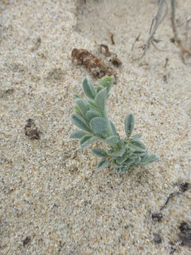 Image of silky beach pea