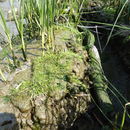 Image of Mason's Grasswort