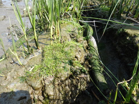 Image of Mason's Grasswort