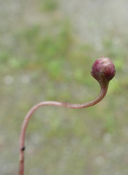 Image of Ivy-leaved Toadflax