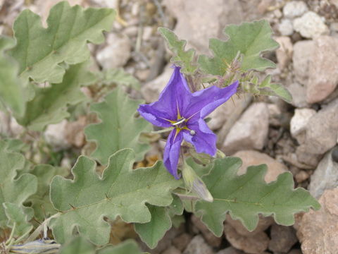 Image of Solanum tridynamum Dun.