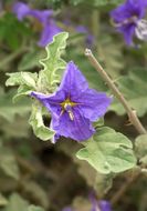 Image of Solanum tridynamum Dun.