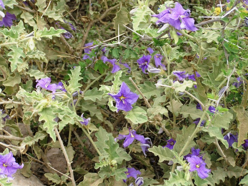 Image of Solanum tridynamum Dun.