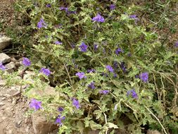 Image of Solanum tridynamum Dun.