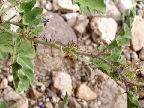 Image of Solanum tridynamum Dun.