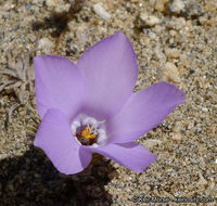 Image of sandblossoms