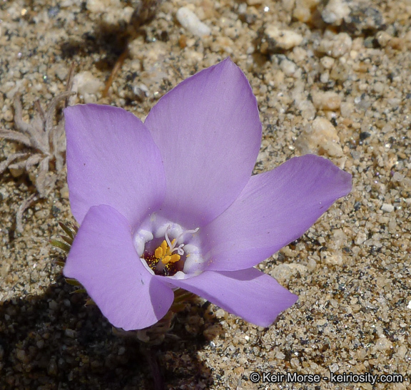Image of sandblossoms