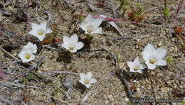 Image of sandblossoms