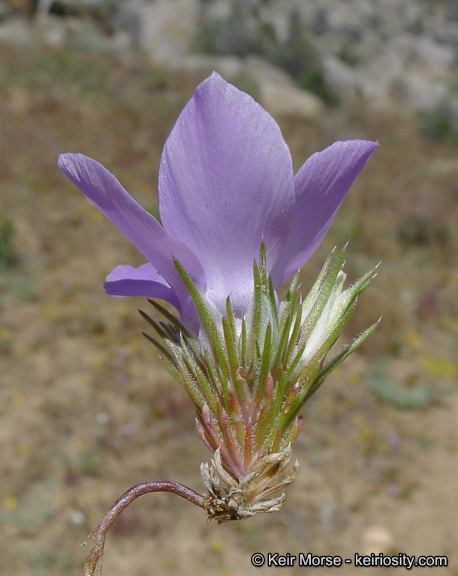 Image of sandblossoms