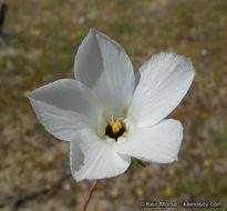 Image of sandblossoms