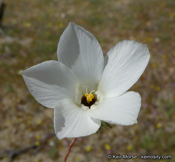 Image of sandblossoms