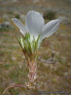 Image of sandblossoms