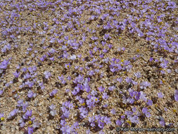 Image of sandblossoms