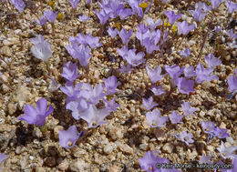 Image of sandblossoms