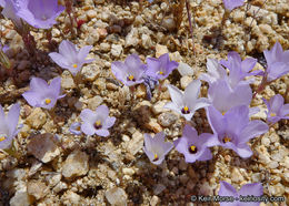 Image of sandblossoms