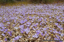Image of sandblossoms