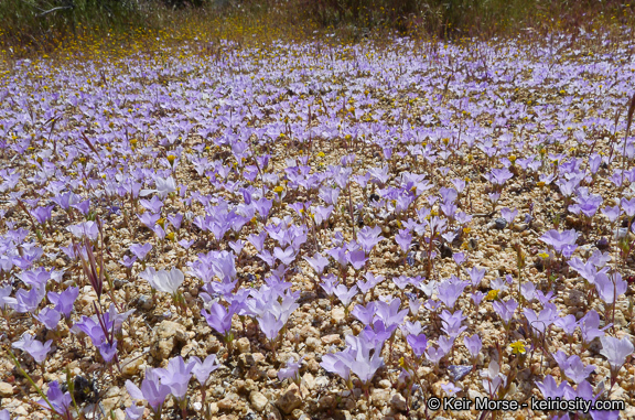 Image of sandblossoms