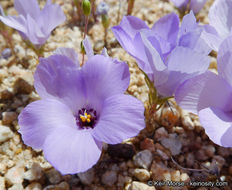Image of sandblossoms