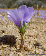 Image of sandblossoms