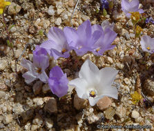 Image of sandblossoms