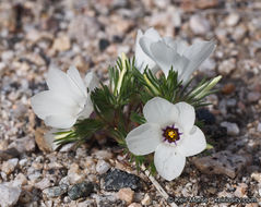 Image of sandblossoms