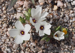 Image of sandblossoms