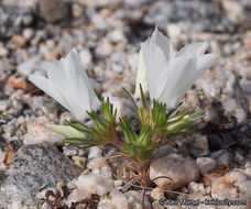 Image of sandblossoms