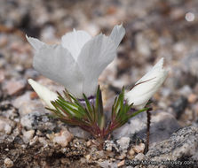 Image of sandblossoms