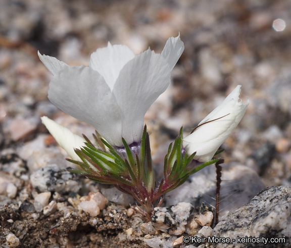 Image of sandblossoms