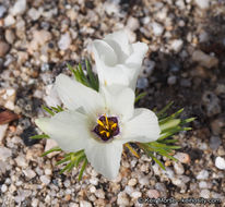 Image of sandblossoms