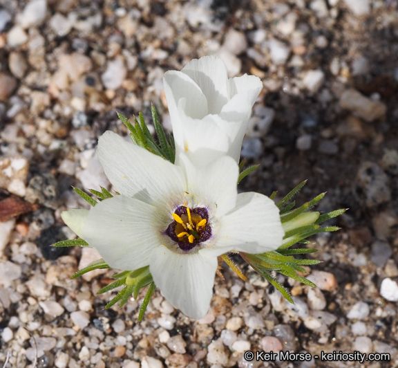 Image of sandblossoms