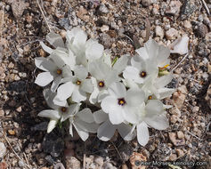Image of sandblossoms