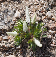 Image of sandblossoms