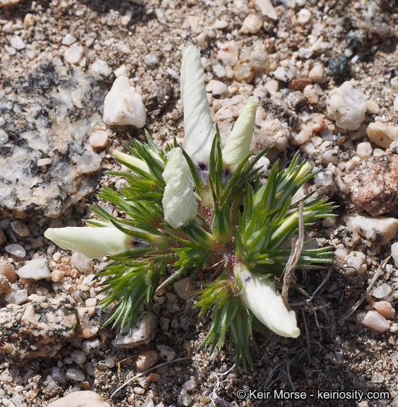 Image of sandblossoms