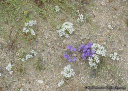 Image of sandblossoms
