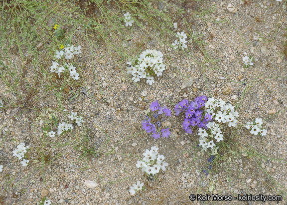 Image of sandblossoms