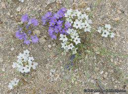 Image of sandblossoms