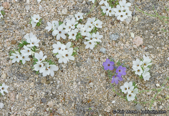 Image of sandblossoms