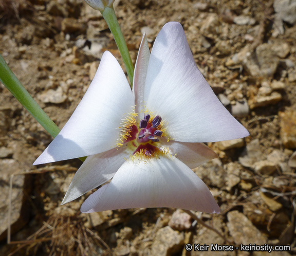 Image of plain mariposa lily