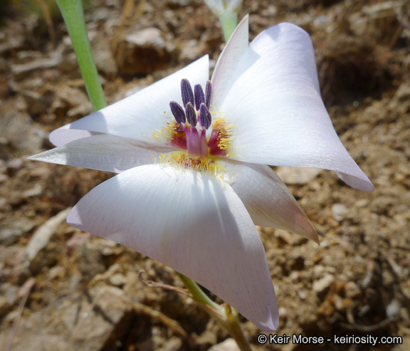 Image of plain mariposa lily