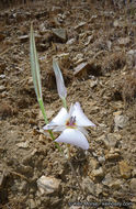 Image of plain mariposa lily